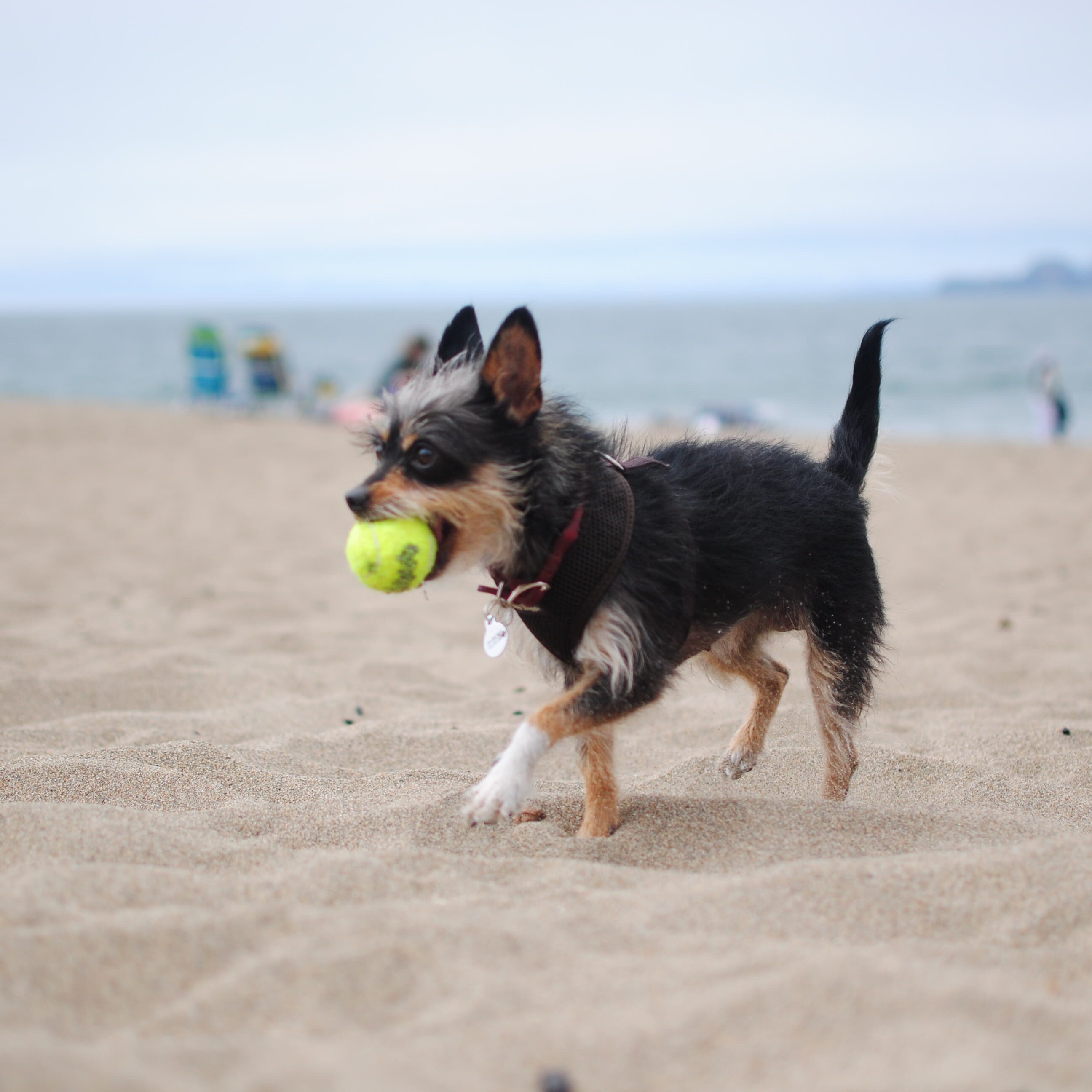 Dogs can run free at Estero Florida Beach